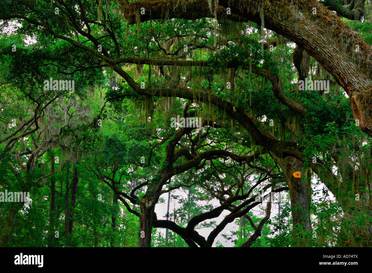 alte Eichen st.simon island Georgia Usa Amerika Stockfoto