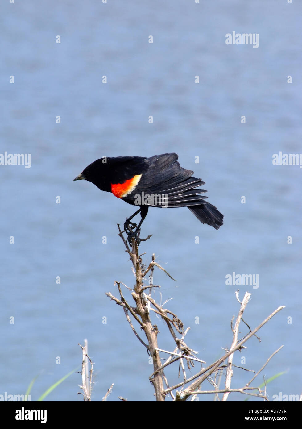 Rote geflügelte Blackbird balancieren auf Toten Unkraut am National Wildlife Refuge Oceanville New Jersey USA Stockfoto