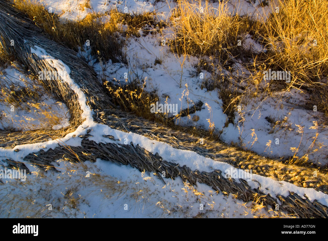 Seltene Winter Wüste Schneefälle auf gefallenen Joshua Tree Joshua Tree Nationalpark Kalifornien Stockfoto