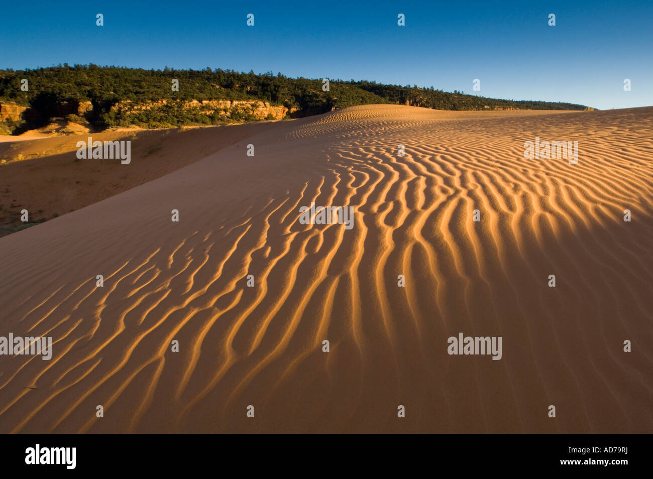 Windmuster im Sand im Sonnenuntergang Coral Pink Sand Dunes State Park in der Nähe von Kanab Kane County Southern Utah Stockfoto