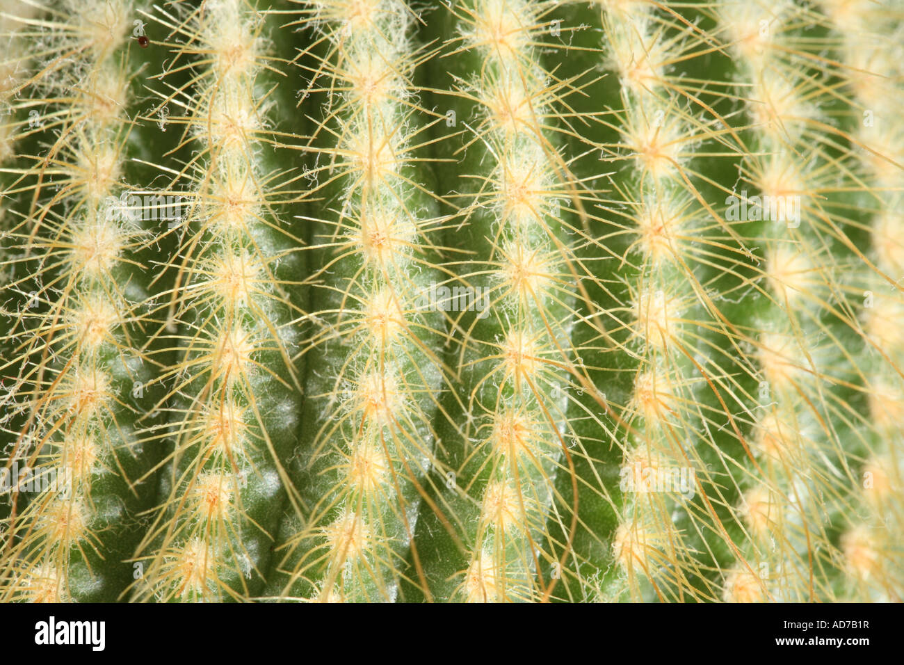 kaktus wirft glieder ab Kaktus-Wolfsmilch Euphorbia Acrurensis (Cowboy-Kaktus) 24cm 80cm
