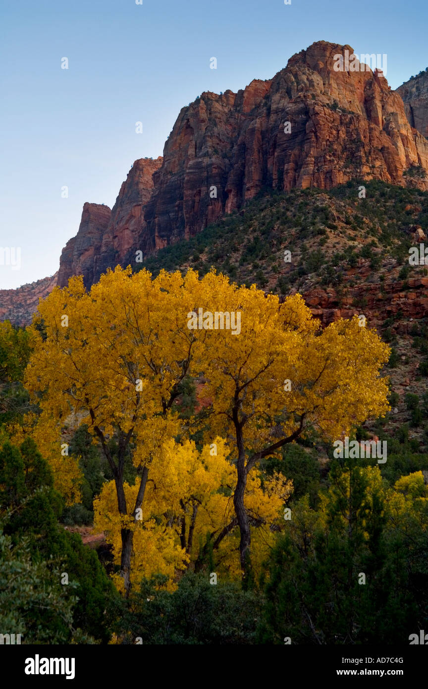 Pappeln im Herbst unter Mount Spry Zion Nationalpark, Utah Stockfoto