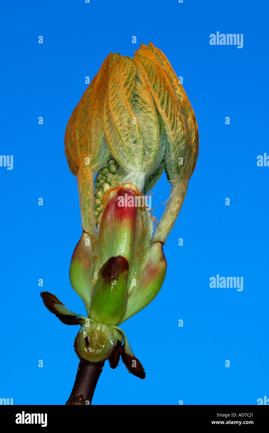 Öffnen der Knospe einer Kastanie Stockfoto