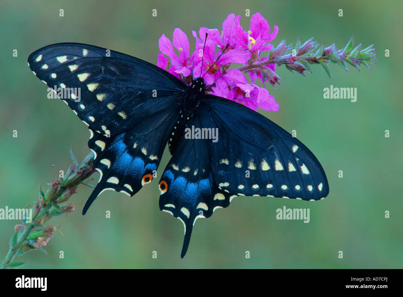 E. Schwalbenschwanz Schmetterling Papilio polyxenes, weiblichen nectaring Blutweiderich Blumen, Eastern United States Stockfoto