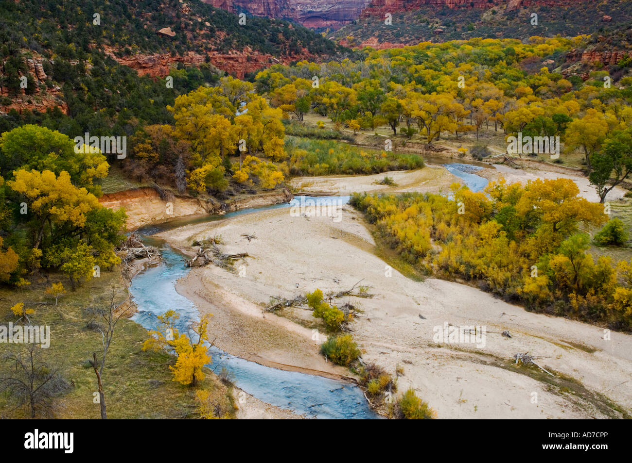 Virgin River und Farben des Herbstes auf Bäumen unter Klippen in Zion Canyon Zion National Park in Utah Stockfoto