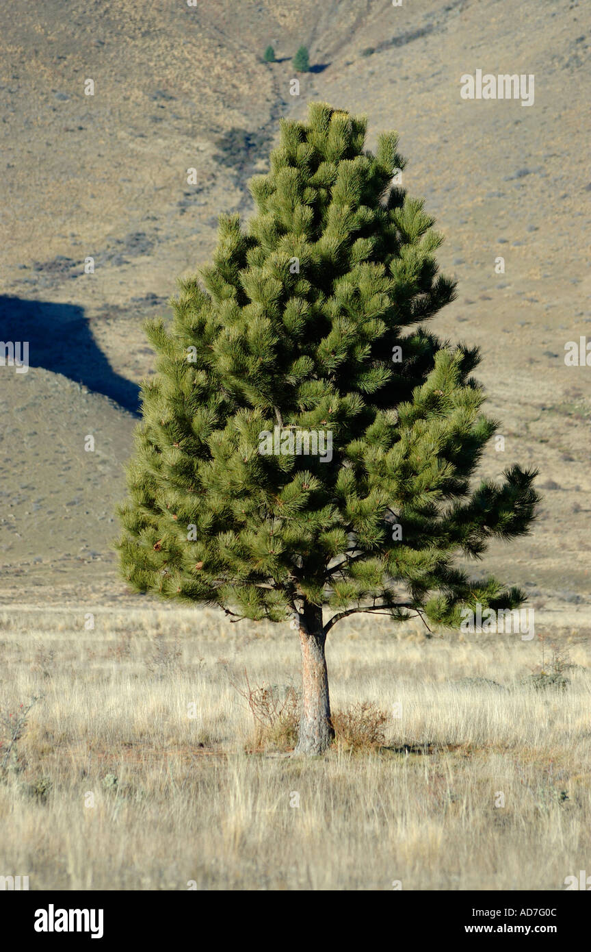 Grüner Baum in einem Feld Stockfoto