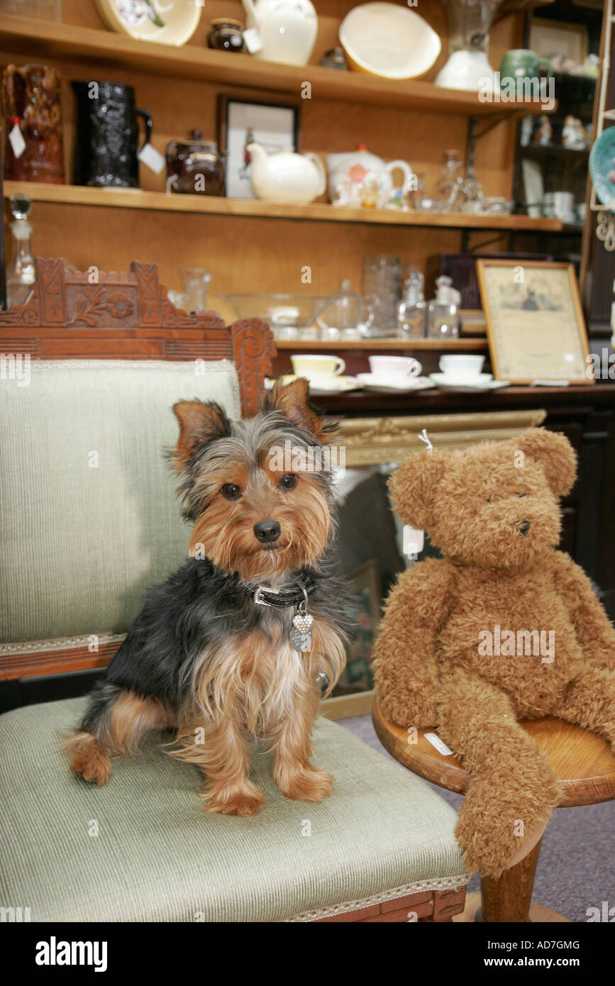 Portsmouth Virginia, High Street, Nearthebay Antiquitäten Sammlerstücke und Geschenke, Yorkshire Terrier, Hunde, Haustiere, Hunde, Tiere, ausgestopfte Bären, Besucher tra Stockfoto