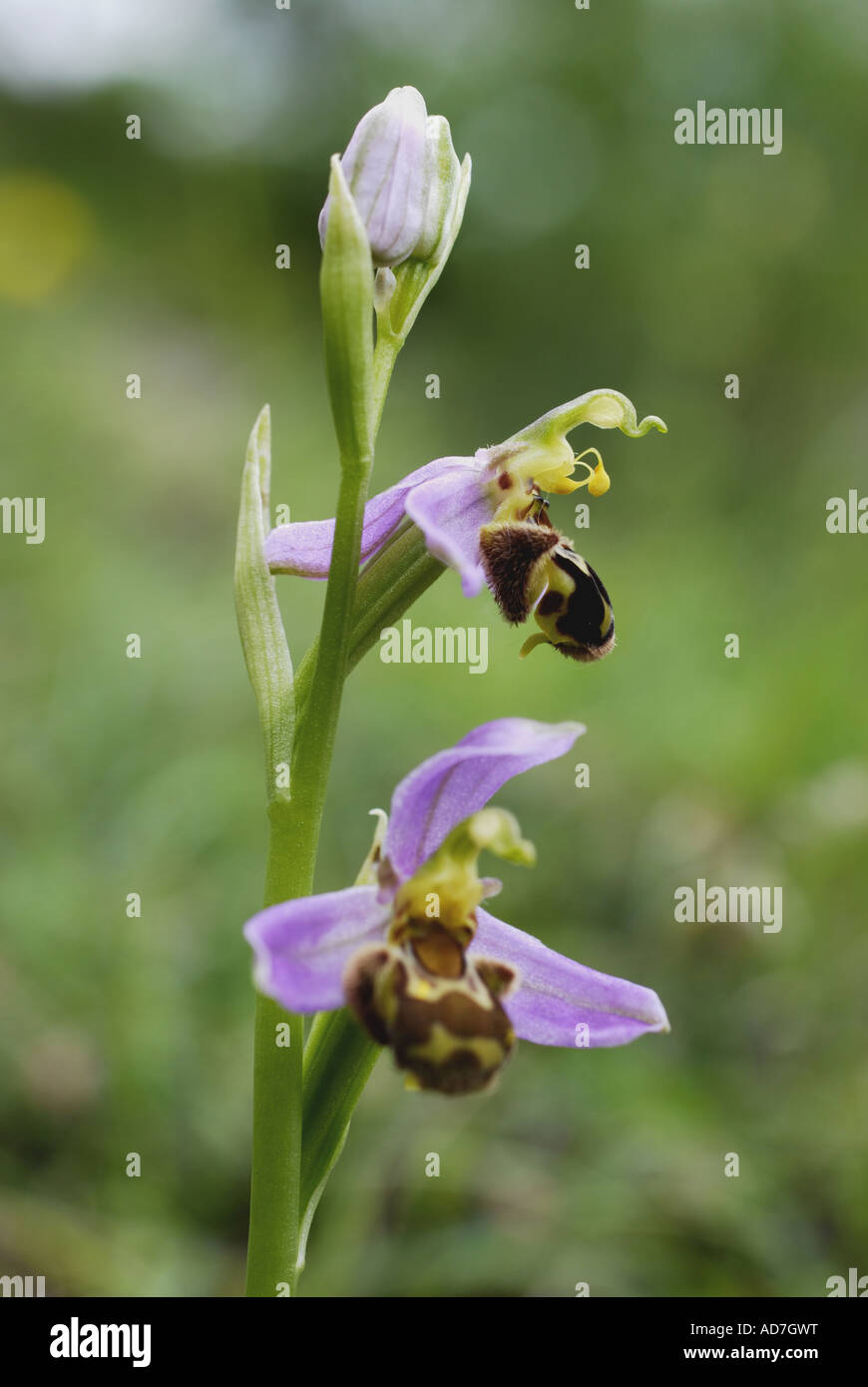 Biene-Orchidee Stockfoto