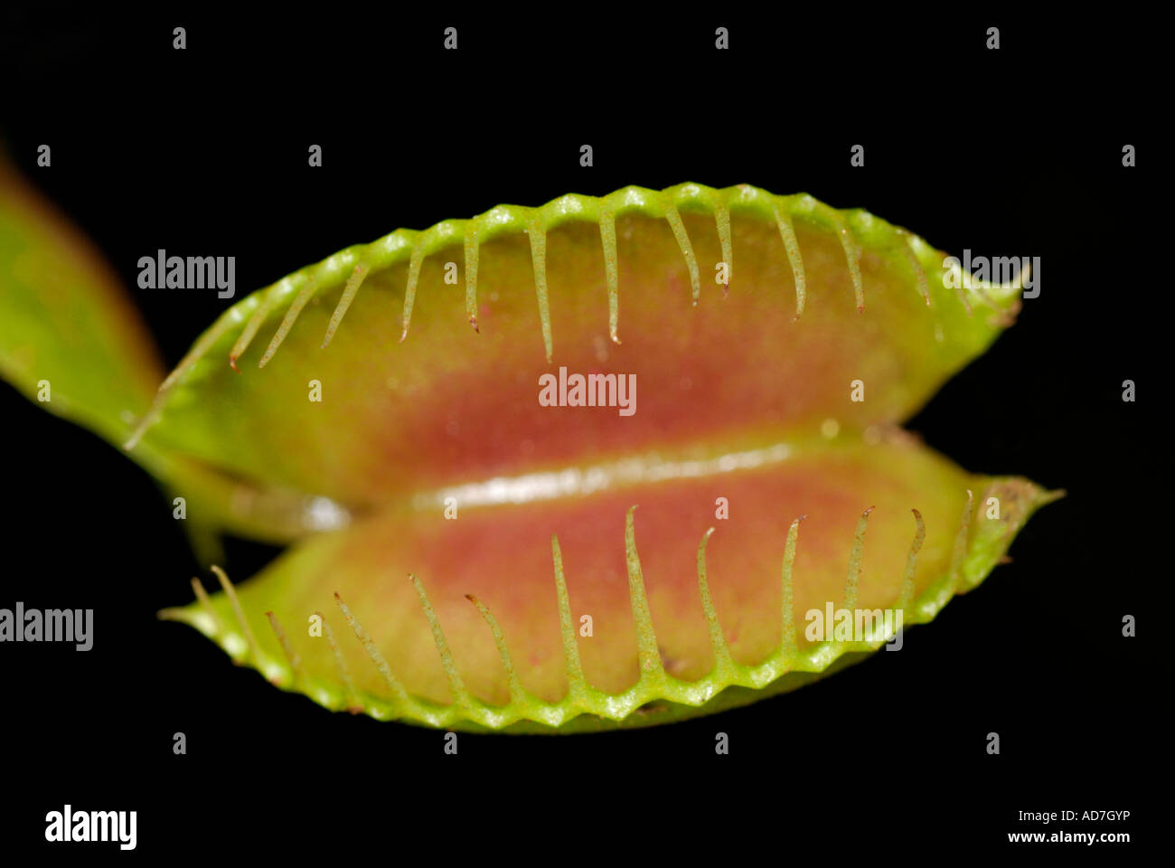 Einzelne Venusfliegenfalle Dionaea Muscipula öffnen gegen Schwarz. Fleischfressende Pflanze Insektenfresser. Stockfoto