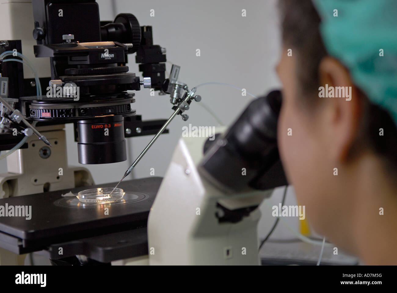 Embryologe an Embryonen durch Mikroskop an der Klinik in Sheba Medical Center in Tel Hashomer, Nachbarschaft in Ramat Gan, Israel Stockfoto