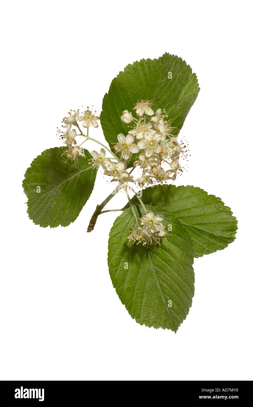 Mehlbeere Blüte & Blatt Surrey England Stockfoto