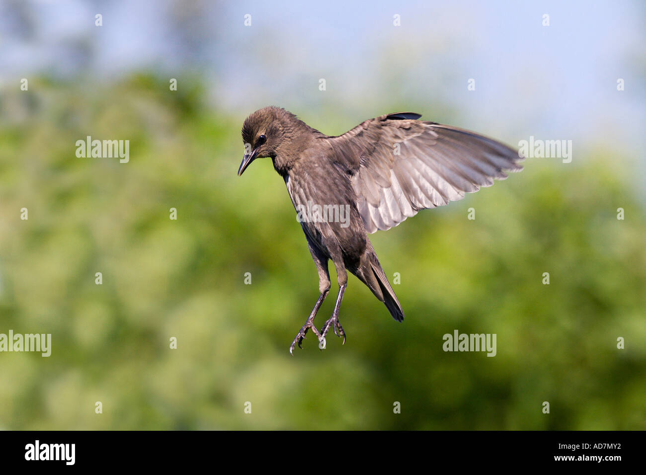 Starling Sturnus Vulgaris kommt ins Land mit Flügeln, und Füße auf dem Boden Potton Bedfordhire mit schön aus Fokus Hintergrund Stockfoto