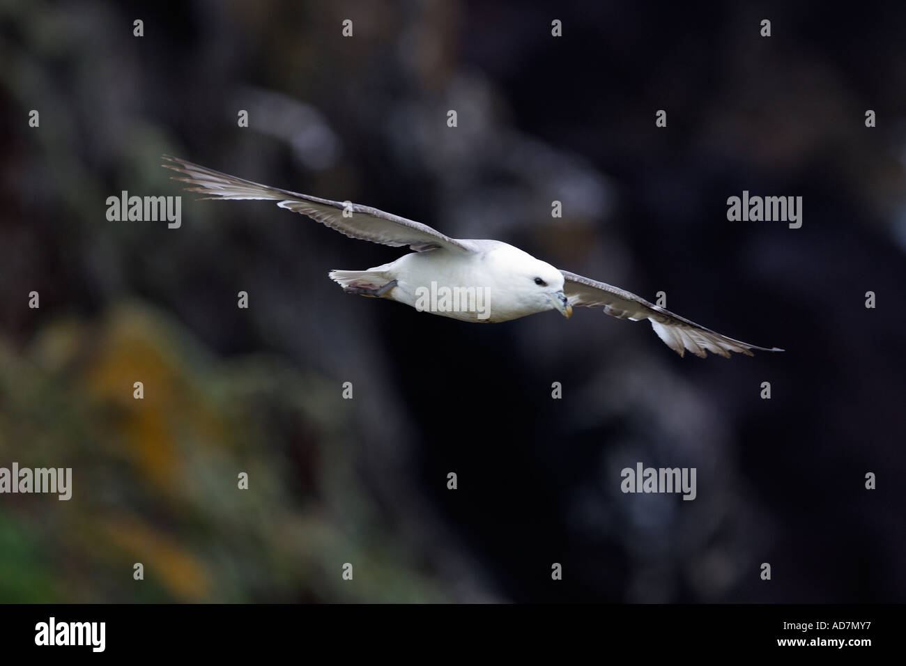 Fulmar Fulmarus Cyclopoida im Flug Krabbe Bucht Skokholm Insel mit schönen Out-of-Fokus-Hintergrund Stockfoto