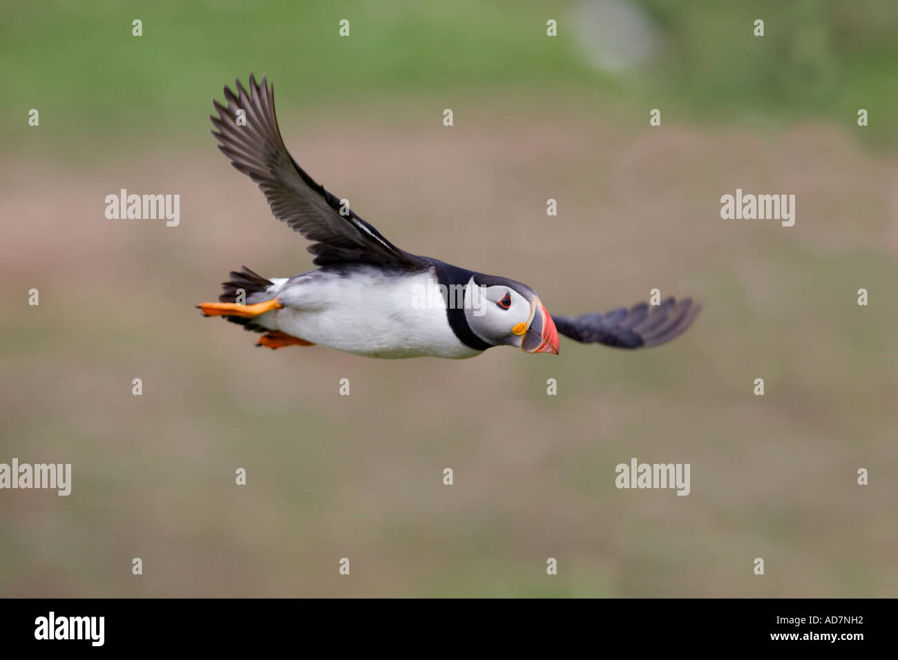Papageitaucher Fratercula Arctica im Flug Krabbe Bucht Skokholm mit schönen Out-of-Fokus-Hintergrund Stockfoto
