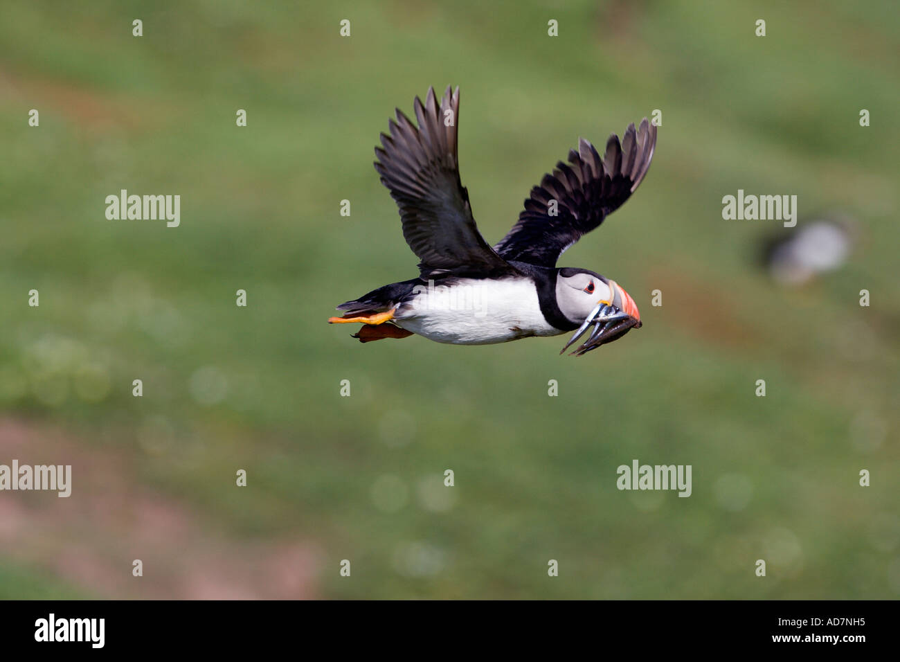 Papageitaucher Fratercula Arctica im Flug mit Sandaalen mit schönen Out-of-Fokus-Hintergrund-Skokholm-Insel Stockfoto