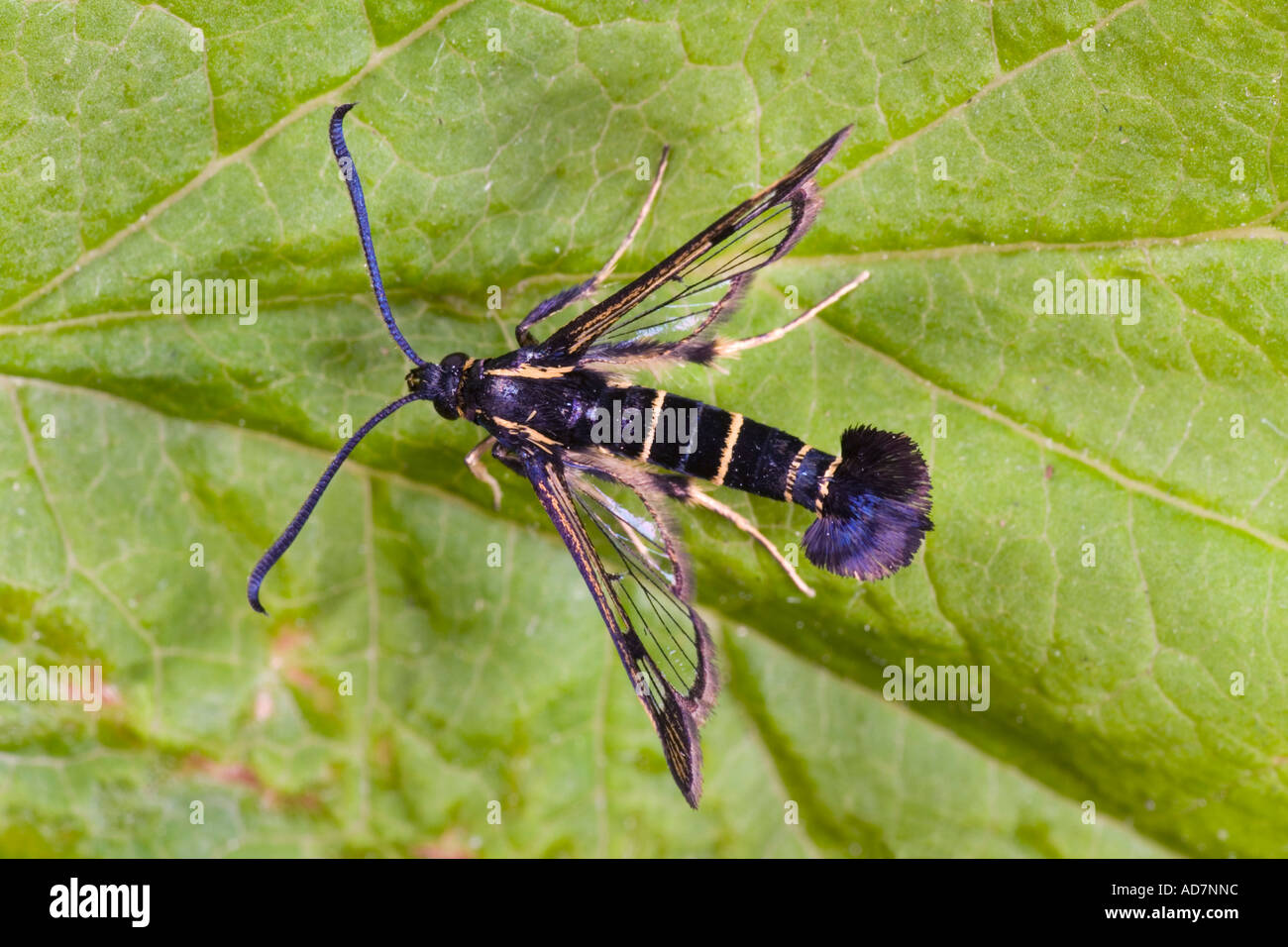 Johannisbeere Clearwing Motte Synanthedon Tipuliformis auf Blatt mit Markierungen und Detail Potton bedfordshire Stockfoto