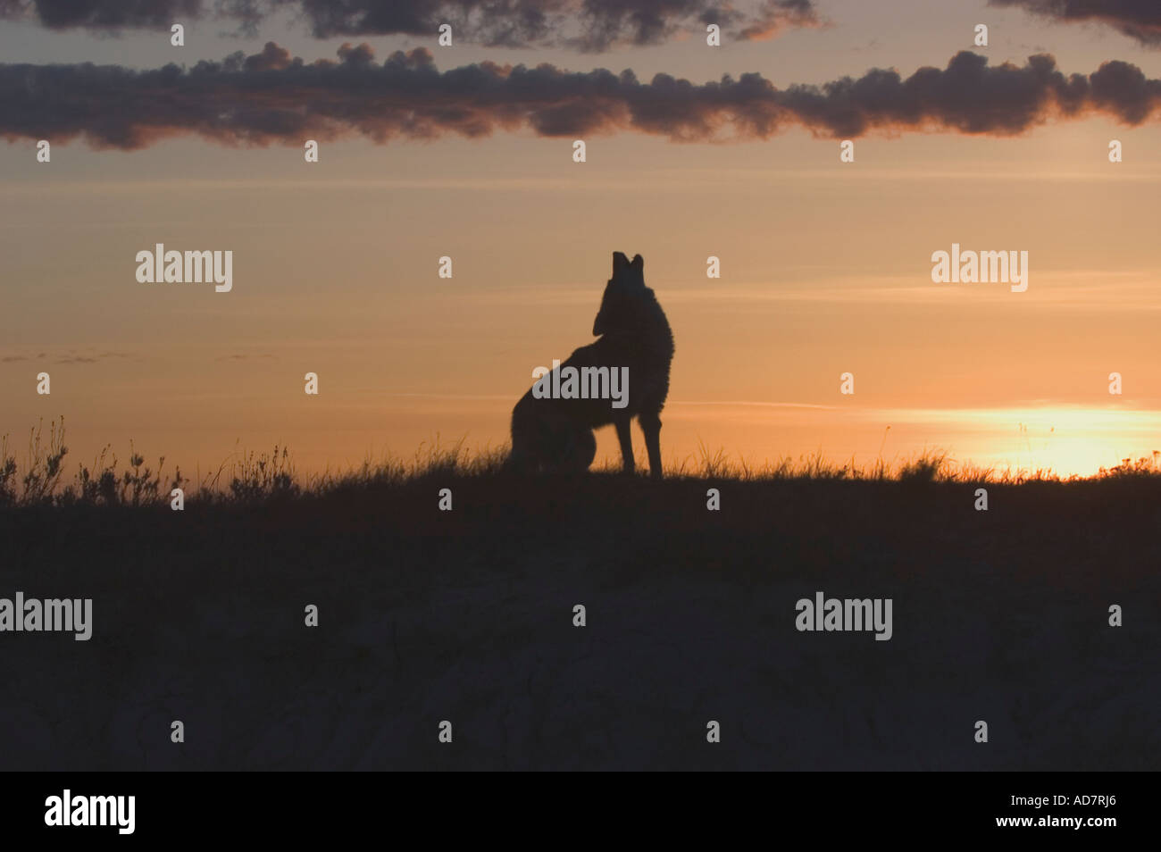 Kojoten heulen im Morgengrauen Stockfoto