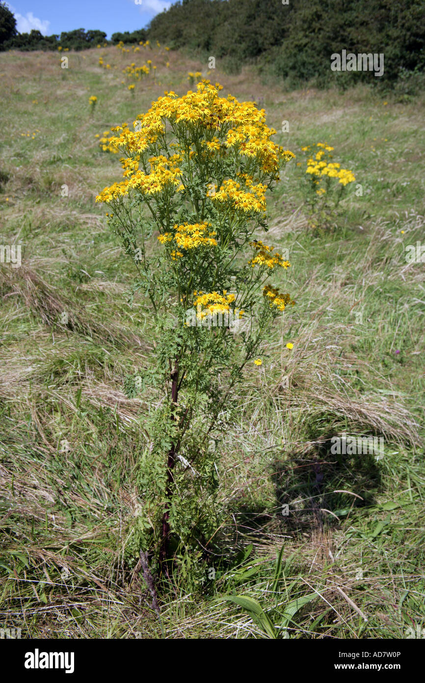 gemeinsamen Kreuzkraut Senecio Jacobaea giftige Unkraut Stockfoto