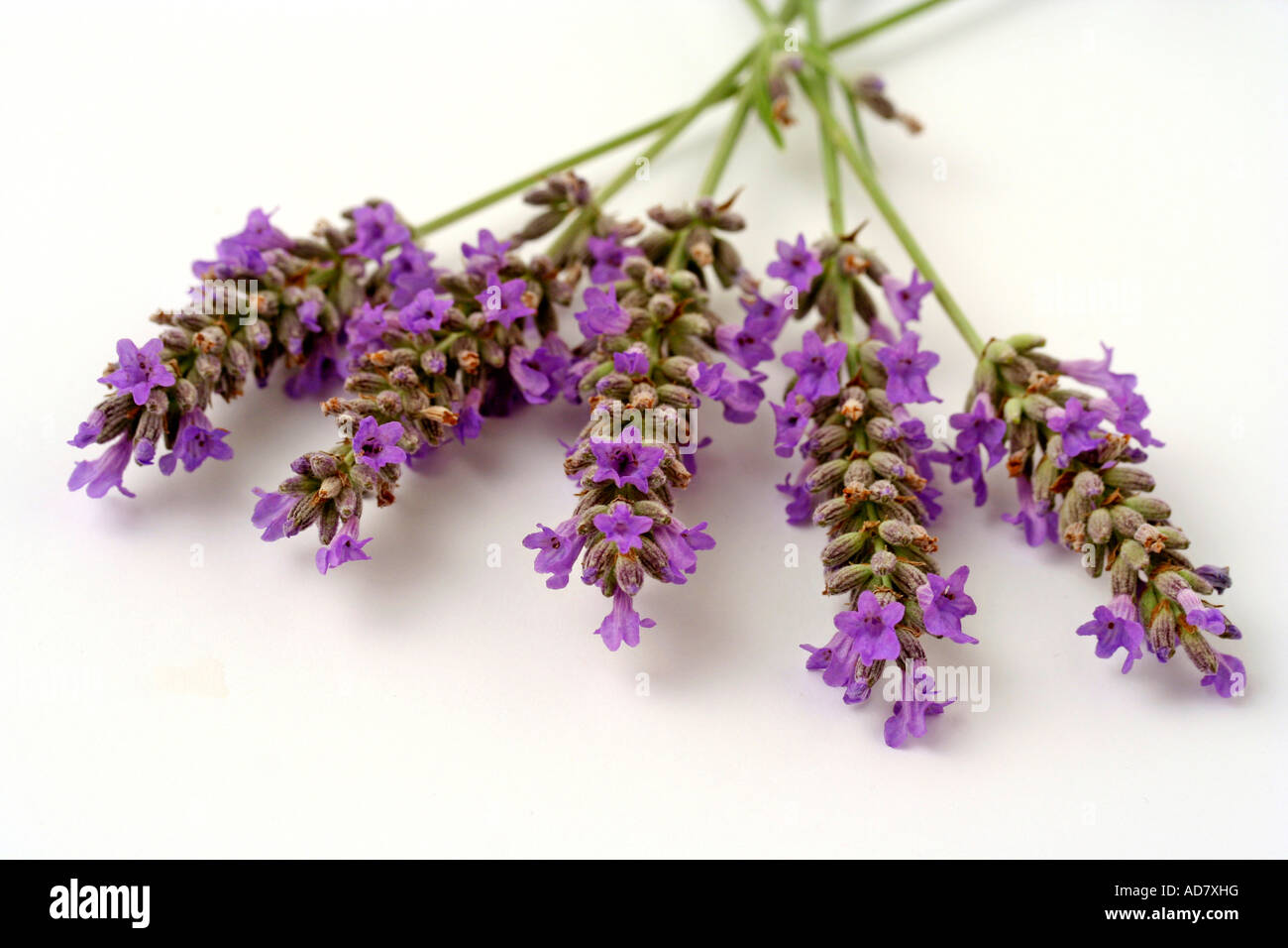 Lavendel (Lavandula Officinalis) Stockfoto
