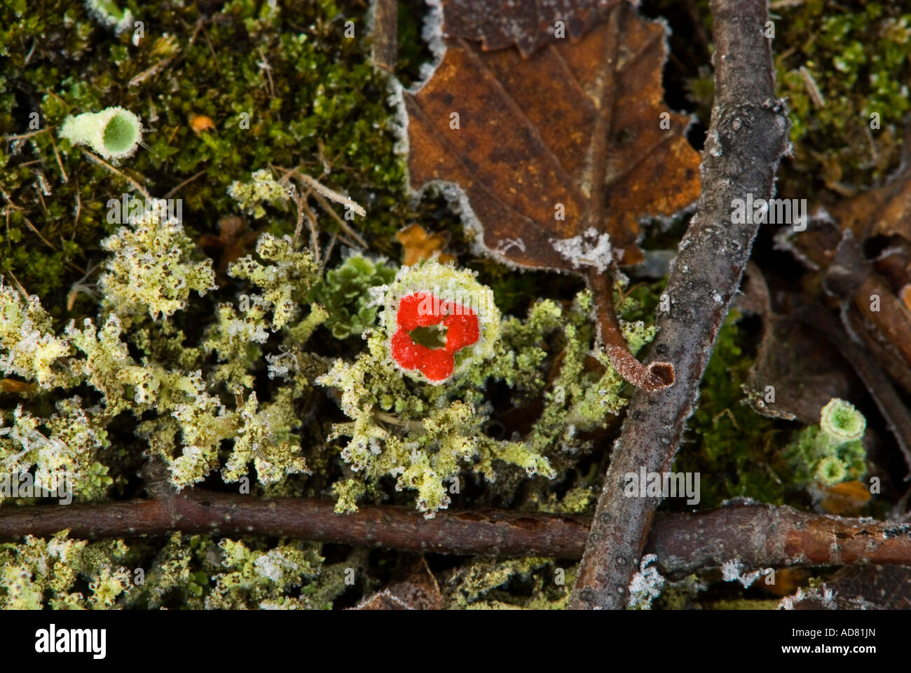 Britischer Soldat Flechten (Cladonia Cristatella) Frosted Fruchtkörper und blattsänfte Grössere Sudbury, Ontario, Kanada Stockfoto