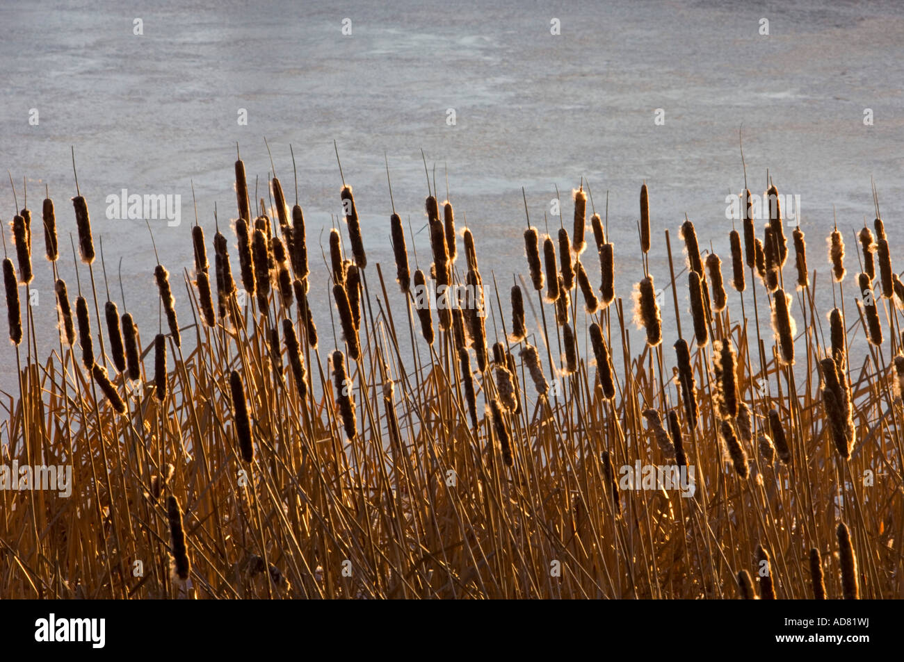 Kolonie (cattail Typha latifolia) am Rand des gefrorenen Beaver Pond grössere Sudbury, Ontario, Kanada Stockfoto