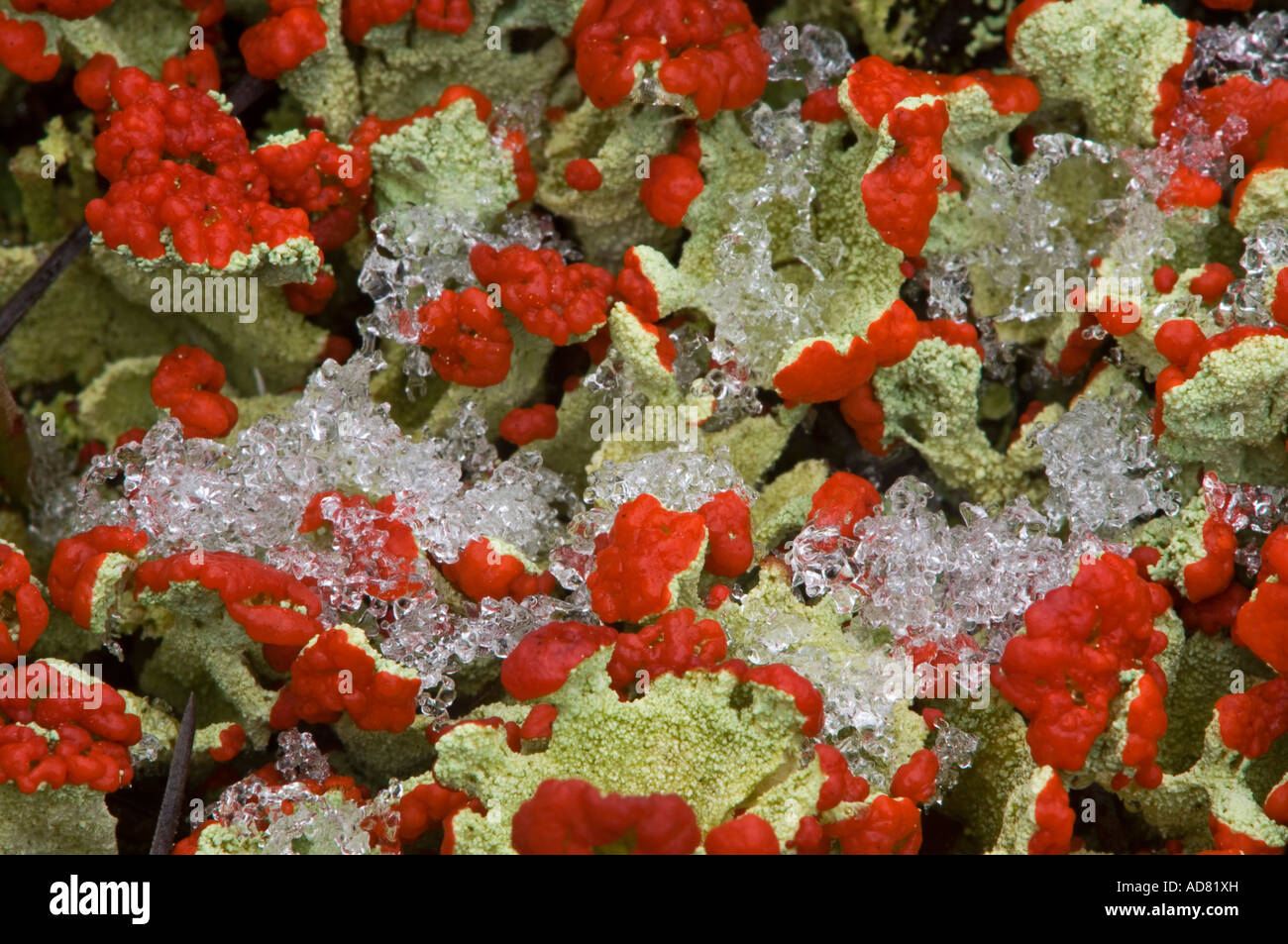 Britischer Soldat Flechten (Cladonia cristatella) Kolonie mit Fruchtkörper und leichter Schnee, Greater Sudbury, Ontario, Kanada Stockfoto