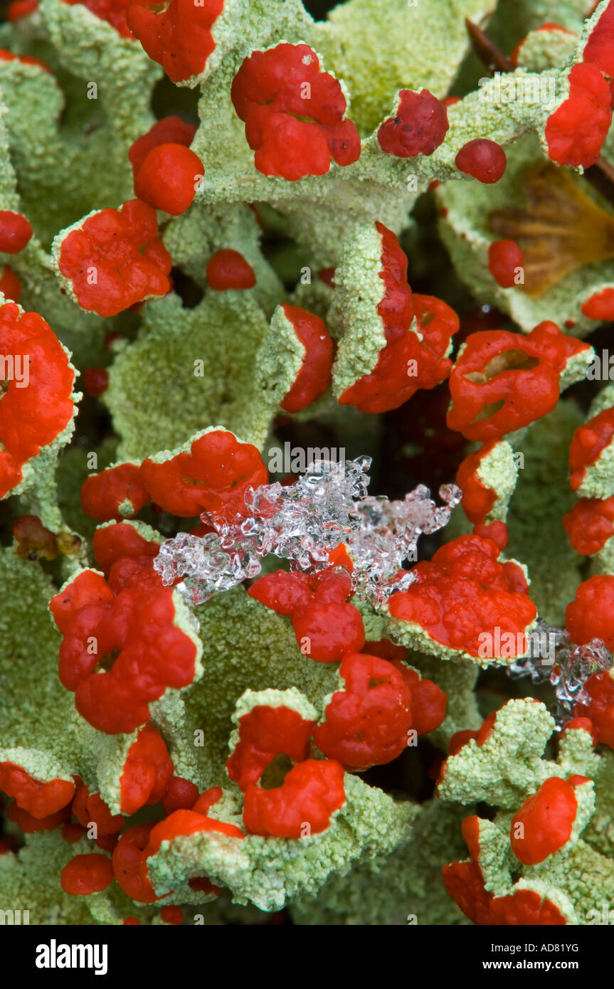 Britischer Soldat Flechten (Cladonia cristatella) Kolonie mit Fruchtkörper und leichter Schnee, Greater Sudbury, Ontario, Kanada Stockfoto