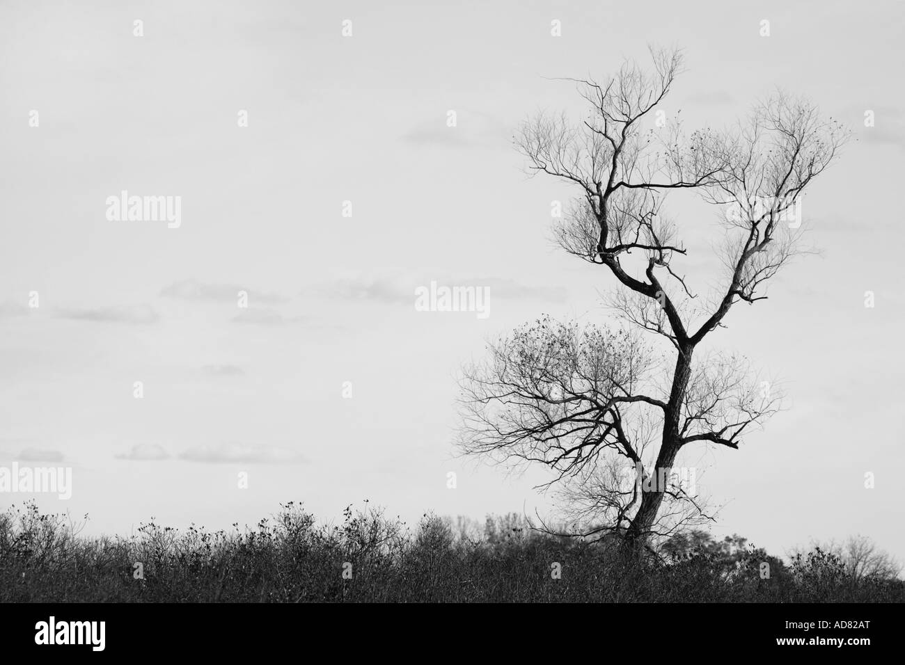 LONE TREE IN THE PRAIRIE Norden von illinois Stockfoto