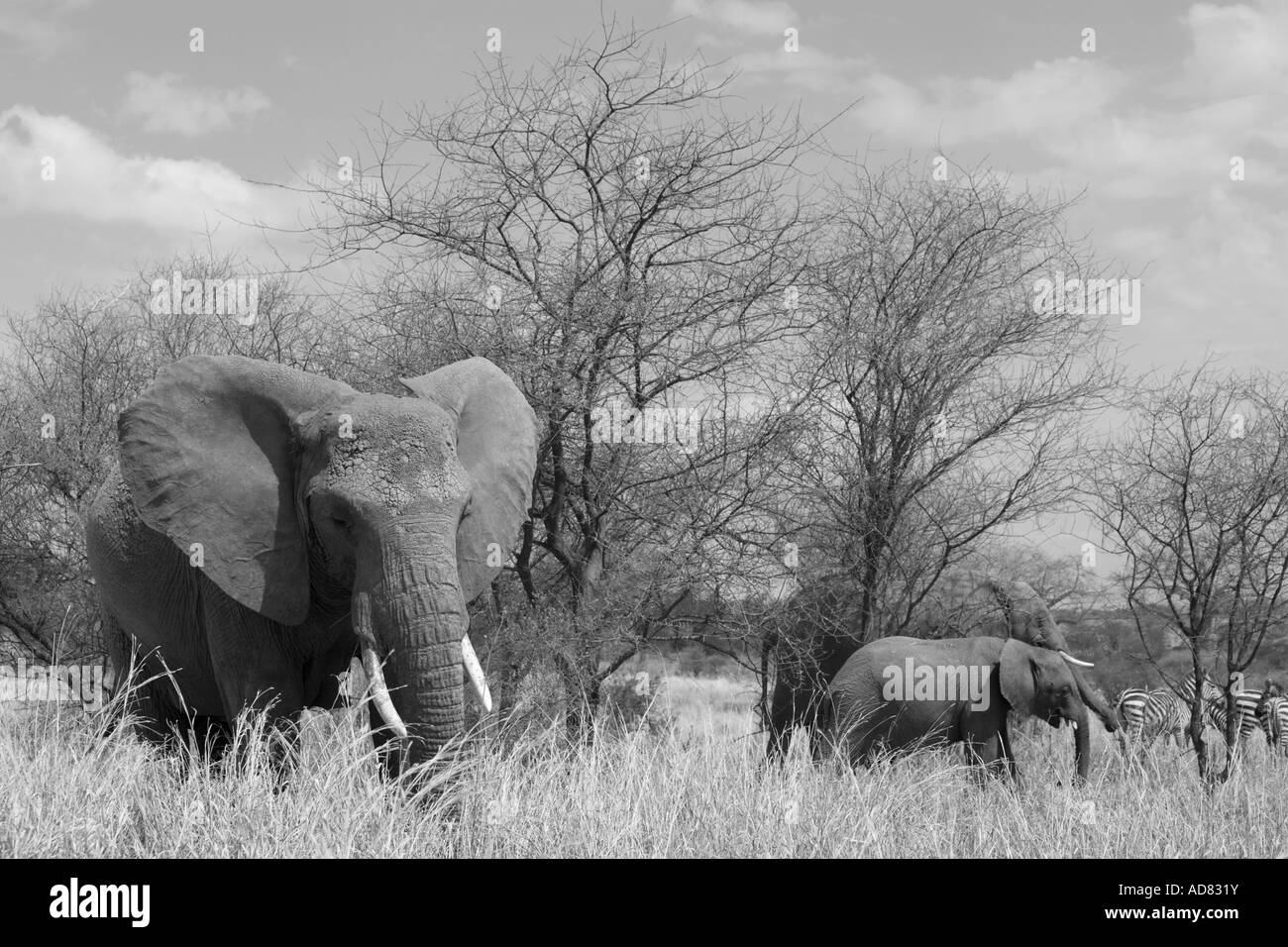 Afrika Tansania Tarangire National Park Elefant Loxodonta africana Stockfoto