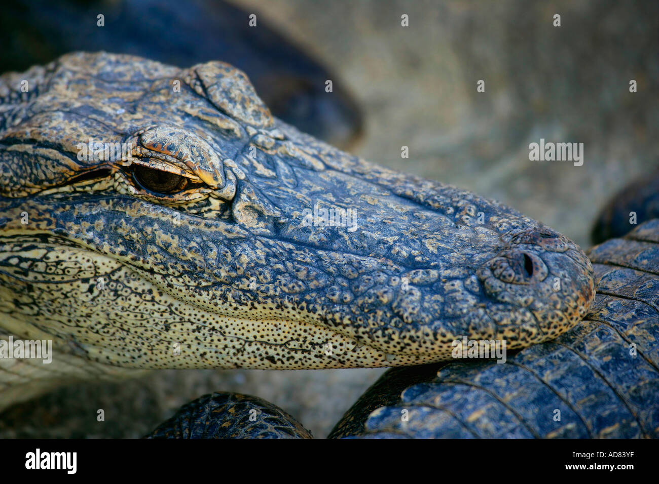 Alligator-Porträt Stockfoto