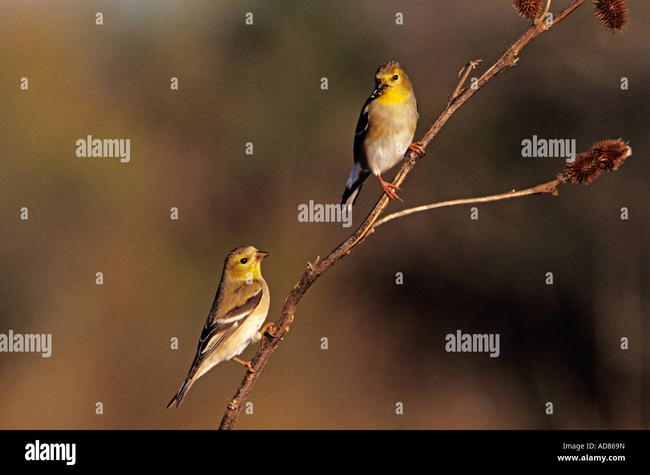 Amerikanische Stieglitz Zuchtjahr Tristis Erwachsene Winterkleid Schweißer Wildlife Refuge Sinton Texas USA März 2005 Stockfoto