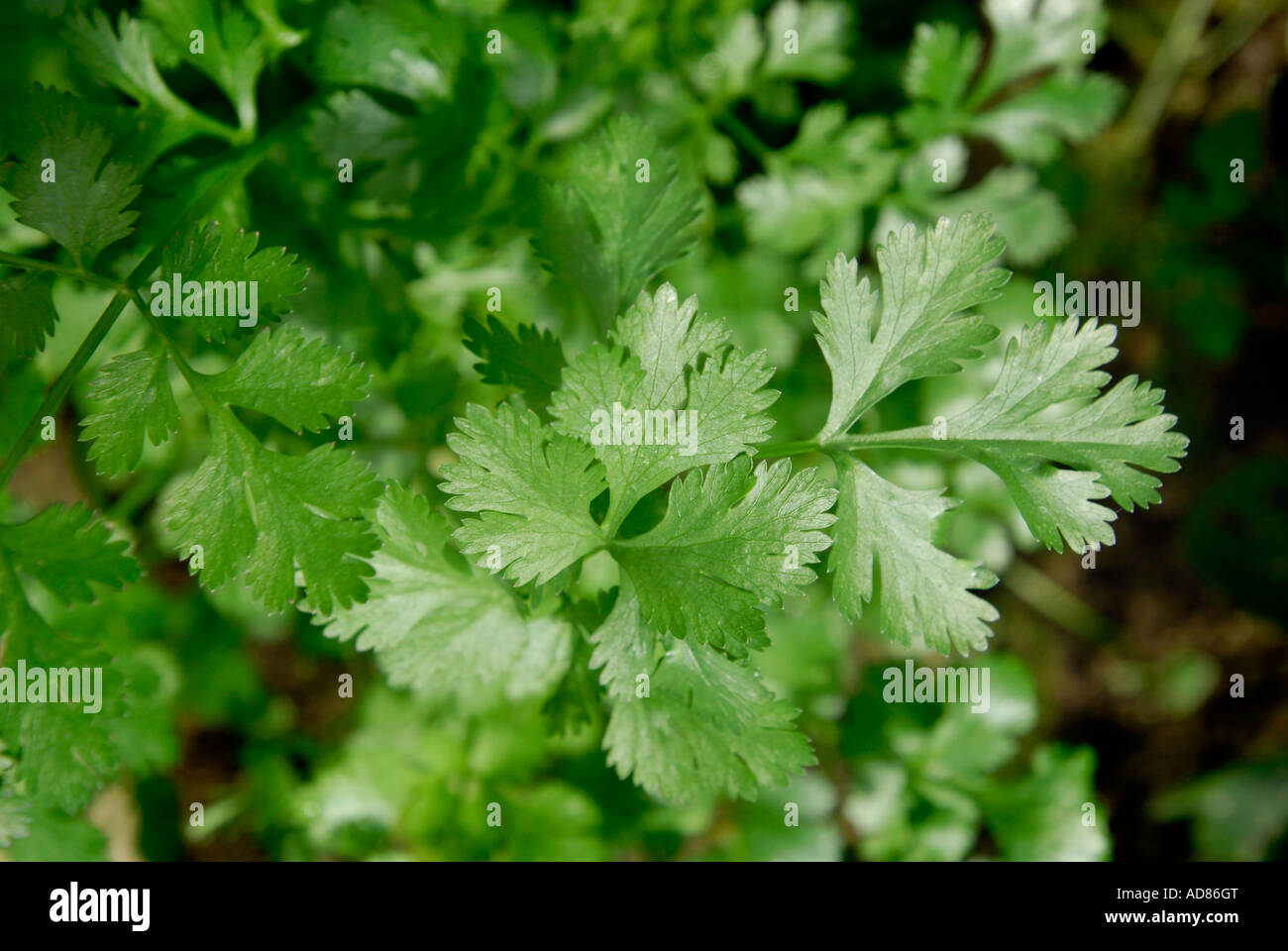 Korianderblätter Pflanzen wachsen Stockfoto