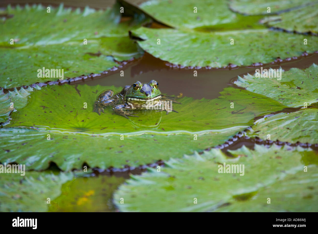 Frosch auf Seerosen im Teich Stockfoto
