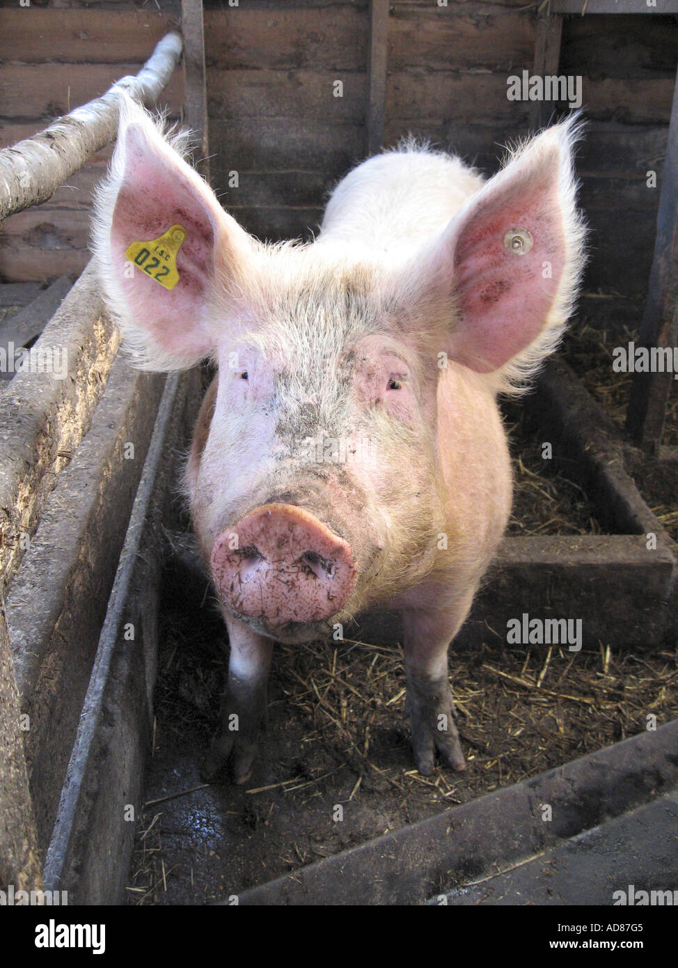 Schweinekopf s Stockfoto