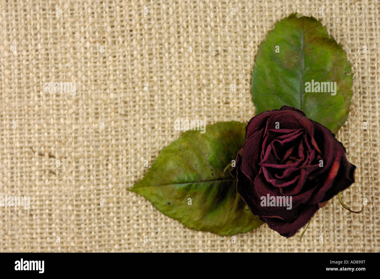 Rot verwelkte rose getrocknete Blume auf Entlassung Stoff Hintergrund Stockfoto