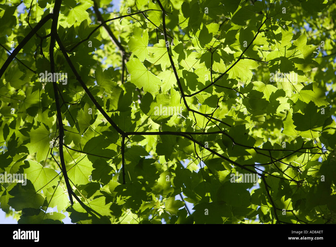 Bild suchen sich an Bäumen, Textur Form als Licht hereinkommt Stockfoto