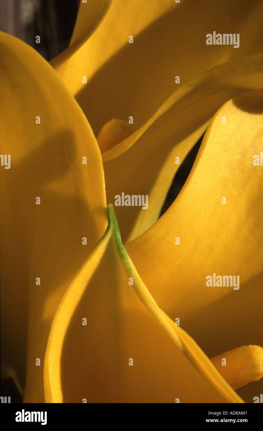 Engen Rahmen der Rosenstrauss gelb callalillies Stockfoto
