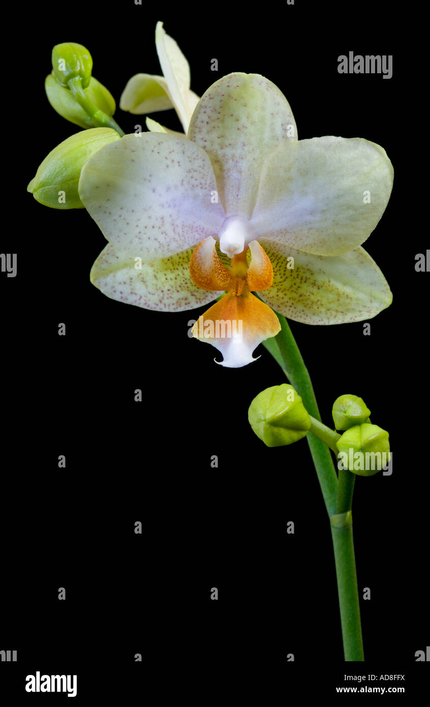 Gelbe Phalaenopsis Orchidee (Nachtfalter-Orchidee) Stockfoto