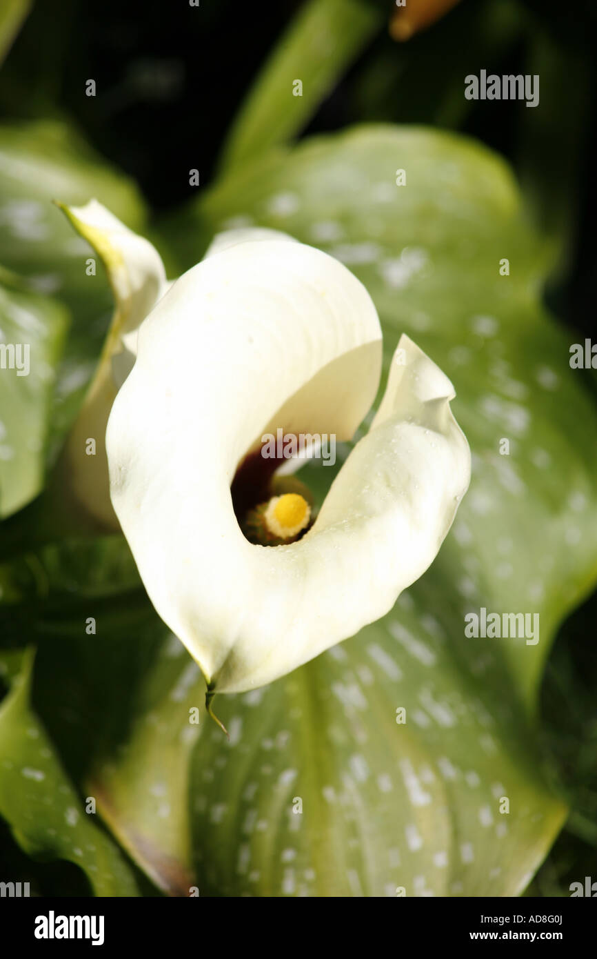 Cala oder Calla Lily Zantedeschia aethiopica Stockfoto