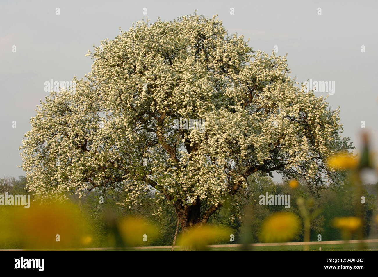 Peer in voller Blüte Stockfoto