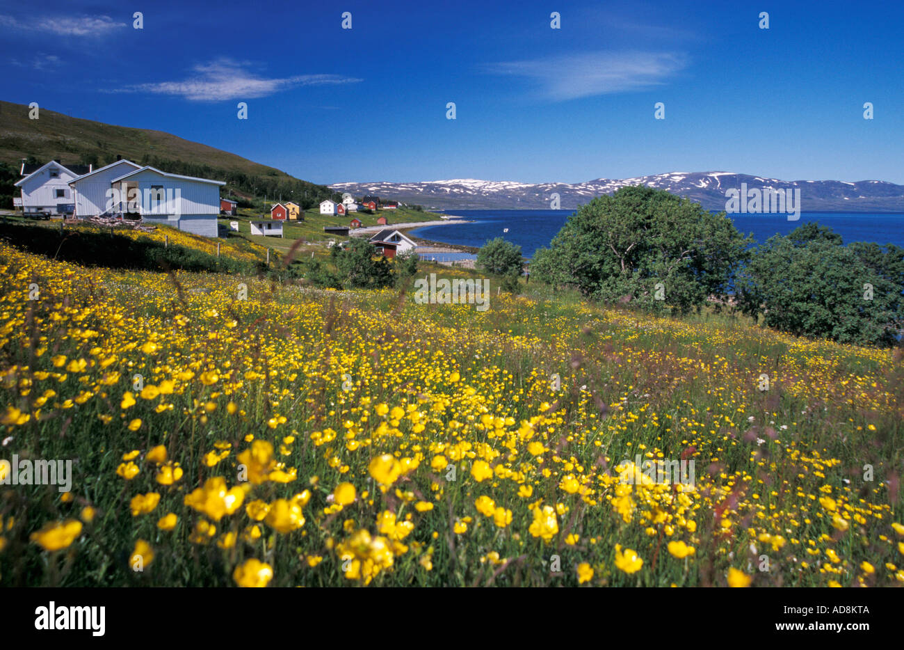 Wiese an einem See Stockfoto