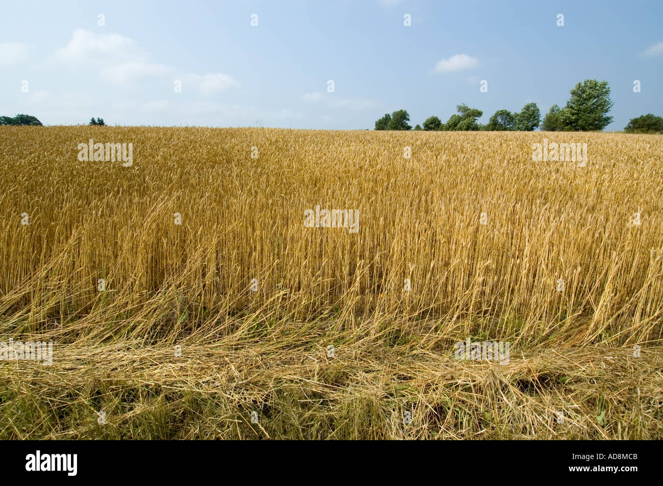 Weizenernte reif für die Ernte Stockfoto