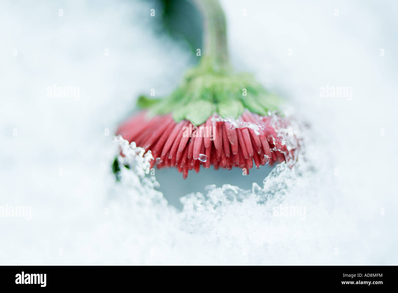 Blume aus Schnee Stockfoto