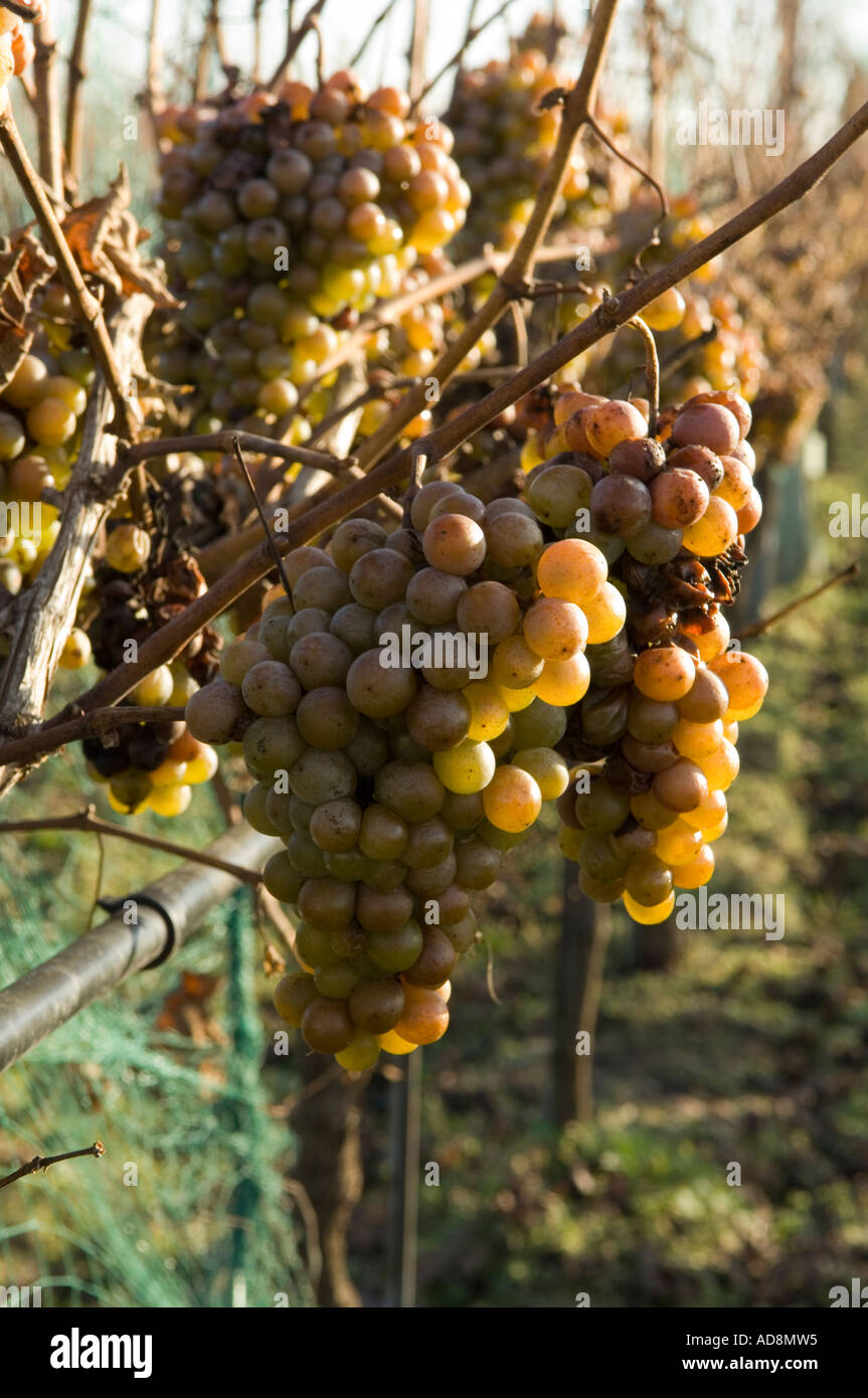 Trauben im Herbst Stockfoto