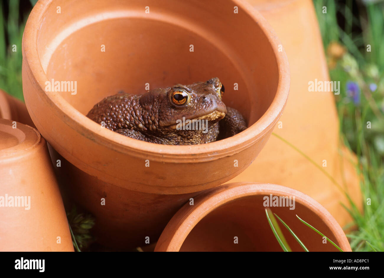 Kröte im Blumentopf Stockfoto