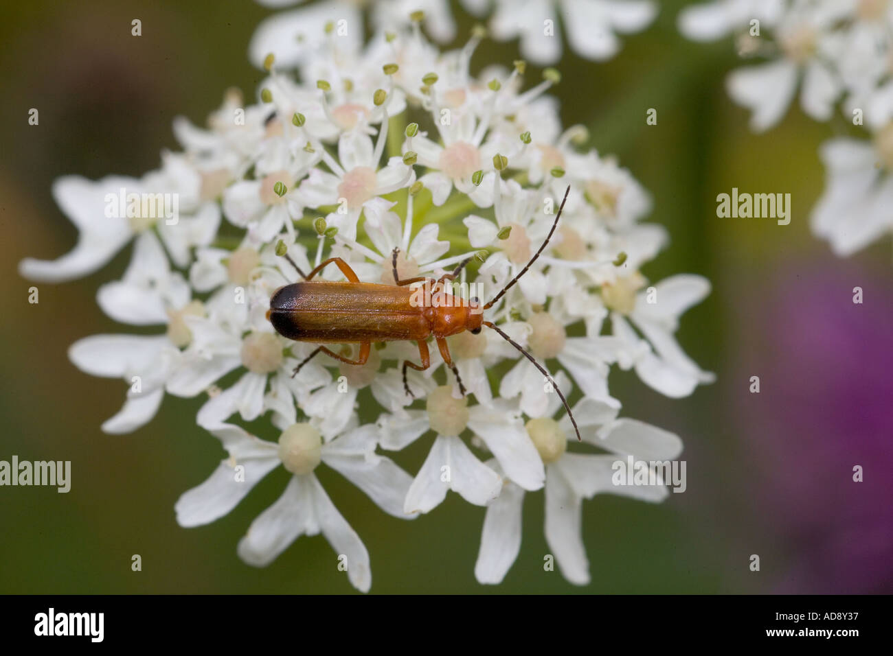 Cardinal Beetle Pyrochroa Coccinea Chilterns Juli UK Stockfoto