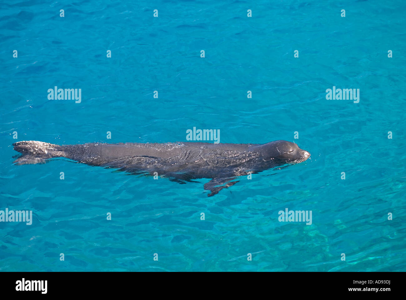 Vom Aussterben bedrohte Arten Mittelmeer-Mönchsrobben Dichtung, Monachus Monachus, männliche schwimmen entlang Kap Gelidonya, Türkei. Stockfoto
