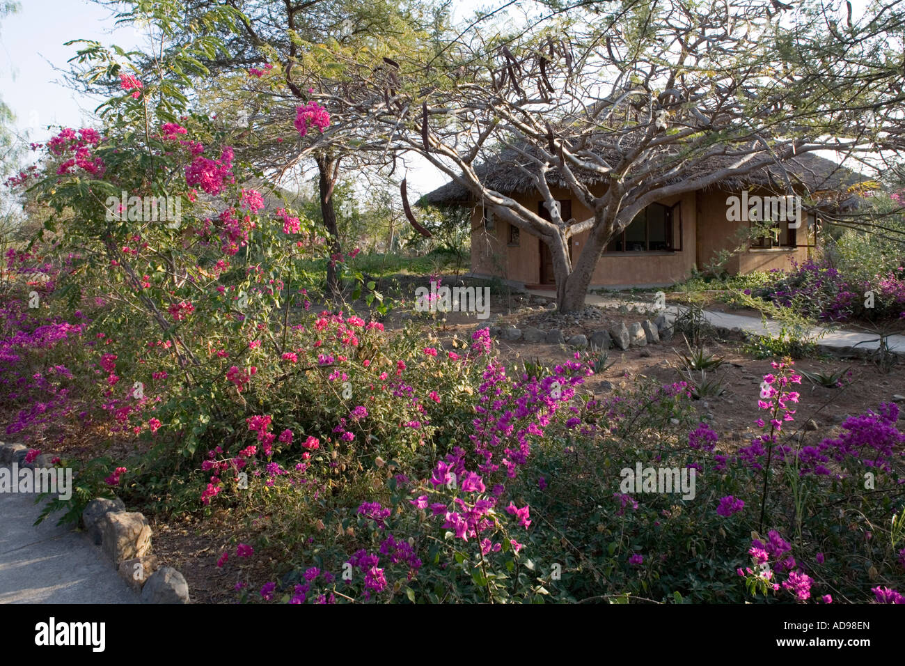 Afrika-Tansania-Arusha-Wüste Pflanzen wachsen im KIA Lodge am Kilimanjaro International Airport Stockfoto