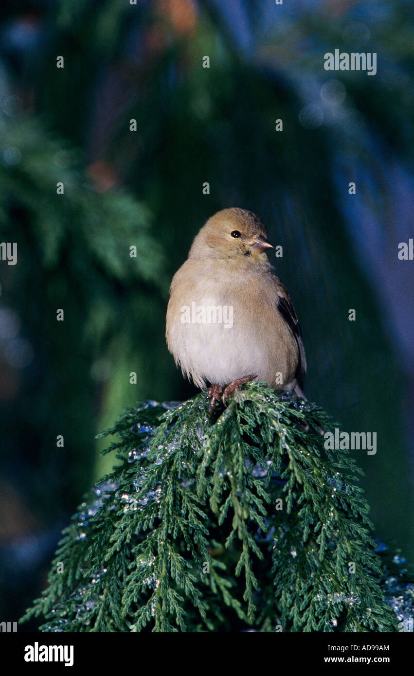 Amerikanische Stieglitz Zuchtjahr Tristis Erwachsenen Winterkleid Burlington North Carolina USA Januar 2005 Stockfoto