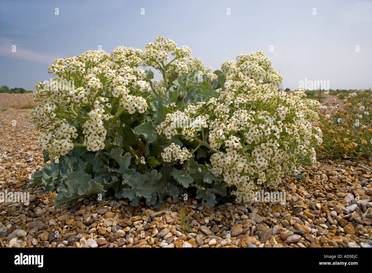 Meerkohl Crambe Maritima Sizewell Suffolk UK Stockfoto
